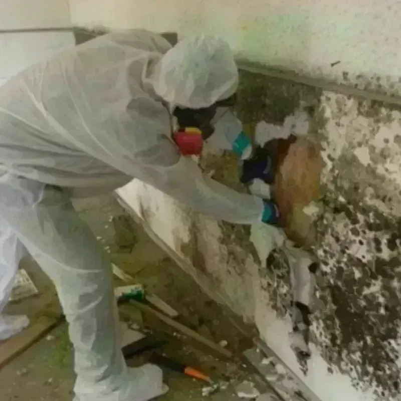 Mold Remediation and Removal in Oakboro, NC